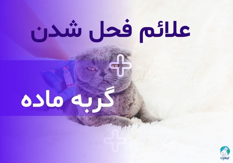 علائم فحل شدن گربه ماده